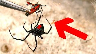 Redback Spider Fishing Spiders On Garbage Bins Crazy Ants Crazy Flies [upl. by Marlane]