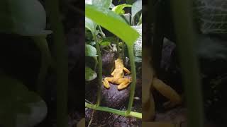 Panamanian golden frogs at Moody gardens [upl. by Aelak558]