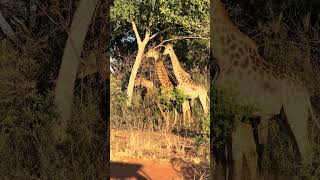 Giraffe Family Feast Towering Giants Munch from the Treetop 🌳🦒 [upl. by Omrelliug]