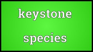 Keystone species Meaning [upl. by Lipsey]