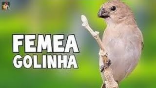 💥🌟Fêmea de golinha para esquenta o seu macho [upl. by Urbannal506]