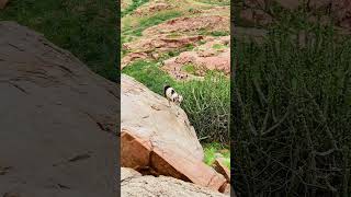 Goats on mountain animals goats mountaingoat villagelife animallover [upl. by Zeculon]