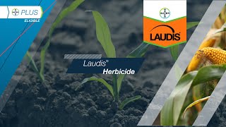 Laudis® Herbicide​ [upl. by Ecirtnom581]