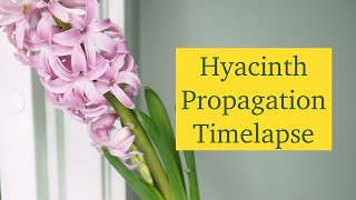 Hyacinth Propagation Timelapse 🌸 How to Grow Hyacinths From Bulb  Part 3 [upl. by Anneirb]