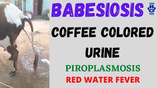 BabesiosisCoffee Colored UrineHaemoglobinuria Red Water Fever Tick Fever [upl. by Hogan]