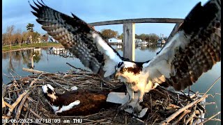 2024 Osprey Nest Live Stream  Maryland Western Shore for Old Town Home [upl. by Ackerley]