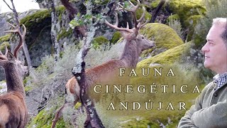 Fauna cinegética en la Sierra de Andújar Jaén [upl. by Asilec]