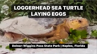 Loggerhead Sea Turtle Laying Eggs at DelnorWiggins Pass State Park  Naples Florida [upl. by Regina]