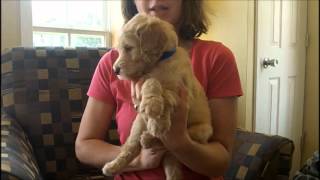 F1B Labradoodle Puppies 5 Weeks Old [upl. by Pytlik267]