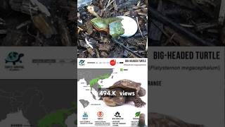 New tranding video amazingfacts turtlehead turtlelover animals youtubeshorts [upl. by Vernen484]