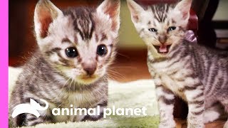 Toyger Kittens Prowl Around Their Suburban Jungle Home  Too Cute [upl. by Nyret]