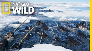 Narwhals The Unicorns of the Sea  Nat Geo WILD [upl. by Adamok115]