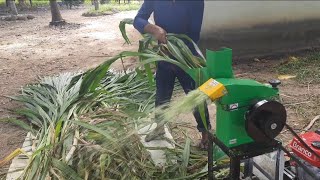 Triturando o BRS CAPIAÃ‡U na forrageira Trapp 300g e servindo no cocho para o Bezerros [upl. by Claudy]