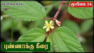 புண்ணாக்கு பூண்டு மருத்துவ குணங்கள்  Punnakku Poondu  Corchorus Aestuans  Punnakku Keerai Tamil [upl. by Amorete40]