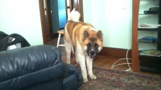 Max  8 month old akita howling  MASSIVE [upl. by Ydnamron443]