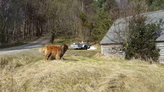 Leonberger dog Aslan  i always win [upl. by Derfniw]