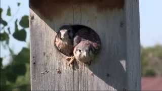 2014 AMERICAN KESTREL FLEDGE [upl. by Agnese]