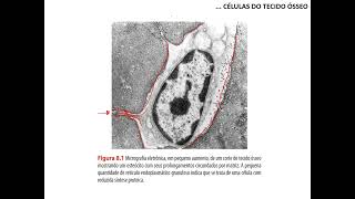 Tecido ósseo  parte 1 [upl. by Kier]