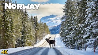 Experience the Beautiful Norwegian Winter Nature 4K [upl. by Amisoc]