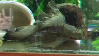 Selectaquatics Pleco grn drgn finnage 2 [upl. by Tersina]