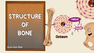 Structure of Bone  Lamellar Bone  Compact and Cancellous Bone  Bone Histology [upl. by Gabey396]