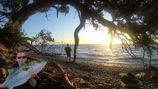 Rock Fishing Coromandel amp BBQ fish heads [upl. by Phene]