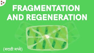 Reproduction  Lesson 12  Fragmentation amp Regeneration  in Marathi मराठी मध्ये  Dont Memorise [upl. by Artimed]