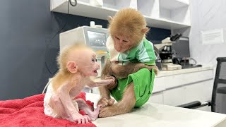 Bibi visited the poor baby monkey in the hospital [upl. by Nnaitsirk]