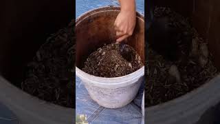 Tips for growing chayote chaogarden plants gardening satisfying [upl. by Lemuelah]