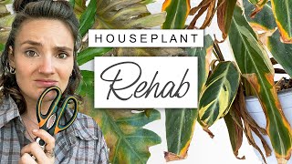 House Plant RESCUE 🌿 How To Save a Dying House Plant [upl. by Idas]