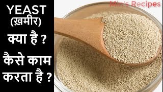 यीस्ट ख़मीर कैसे काम करता है What is yeast How Yeast Works Types of Yeast [upl. by Turnbull]