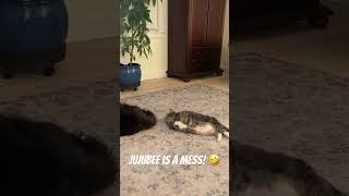 Jujubee is a trouble maker 🤣viralvideo family cat dog nature video love vlog viralshorts [upl. by Filia846]