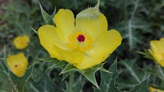 Argemone mexicana morphology habit habitat uses all descriptions and pictures😃 [upl. by Adianez]