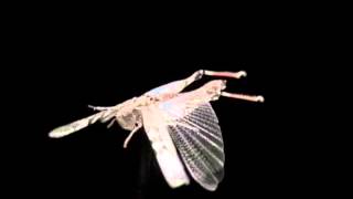 Locust flight by Phred Petersen [upl. by Takakura304]