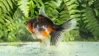 16683 Kirin Rosetail Oranda [upl. by Meisel]