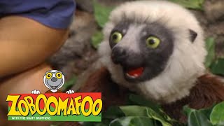 Zoboomafoo with the Kratt Brothers SNAKEBELLIES  Full Episodes Compilation [upl. by Ayikal]