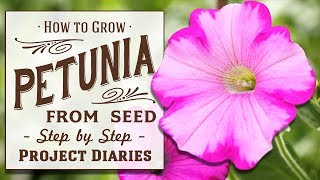 ★ How to Grow Petunia from Seed in Containers A Complete Step by Step Guide [upl. by Aiclid]