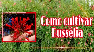 Russelia  Como cultivar e fazer a manutenção [upl. by Ahsienaj955]