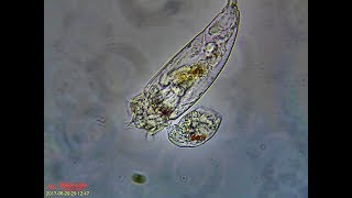 Rotifer Mating Behavior [upl. by Artenehs]