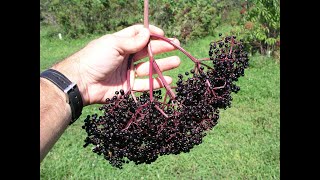 Growing Elderberries in Missouri [upl. by Pearlman]