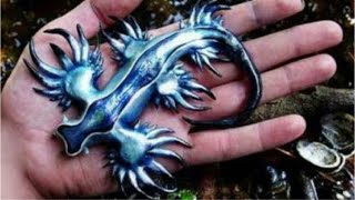 The Blue Sea Dragon Glaucus Atlanticus [upl. by Hege]