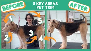 AIREDALE TERRIER PET TRIM  5 KEY AREAS [upl. by Carol-Jean]