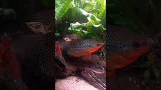 Gurami mozaikowe samiec Pearl gourami quotmalequot [upl. by Wallach]