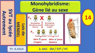 Lois statistiques Monohybridisme avec gène lié au sexe [upl. by Ethelred158]