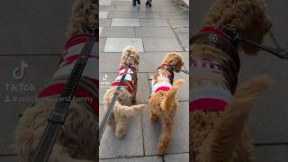 Goldendoodle and Labradoodle puppy Runway walk [upl. by Staley]