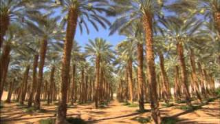 Vu du Ciel  S01E02  916  La forêt de Yatir et la palmeraire de Ketura  Israël [upl. by Ellennaj]