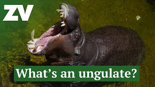 What is an Ungulate [upl. by Hen]