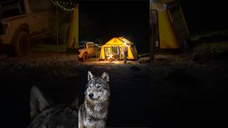 We camping tent in the wild beach with wolves wolf camp shortsvideo [upl. by Aiekam]