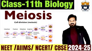 Meiosis  Phases of cell cycle  Cell cycle and cell division class 11  Biology NEET [upl. by Kalk]