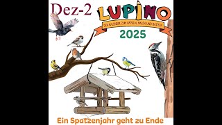 Lupino 2025  19 Ein Spatzenjahr geht zu Ende [upl. by Neda]